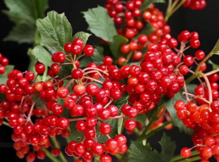 Research on the Functional Quality of Vigna oleifera Oil