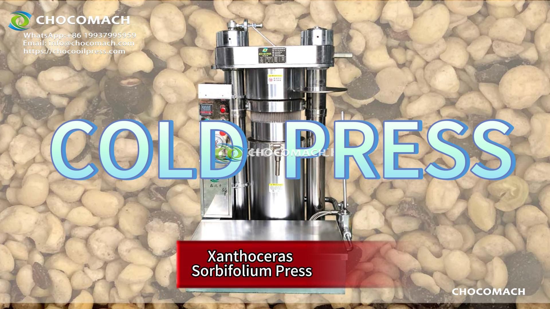 Hydraulic oil press make Xanthoceras Sorbifolium Bunge oil