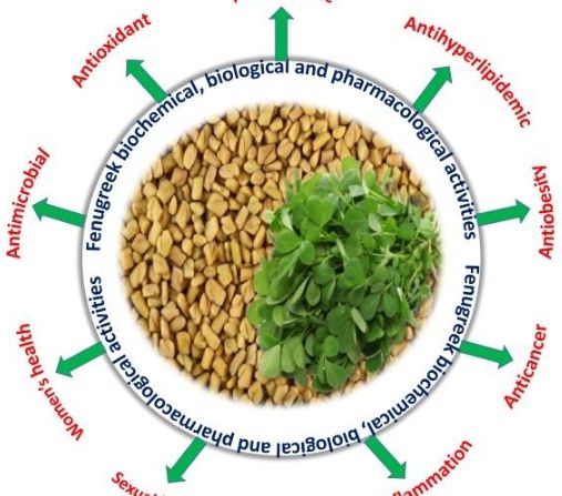 Fenugreek Seed Oil Press | Comparison of the Advantages and Disadvantages of Hydraulic Oil Press and Screw Oil Press