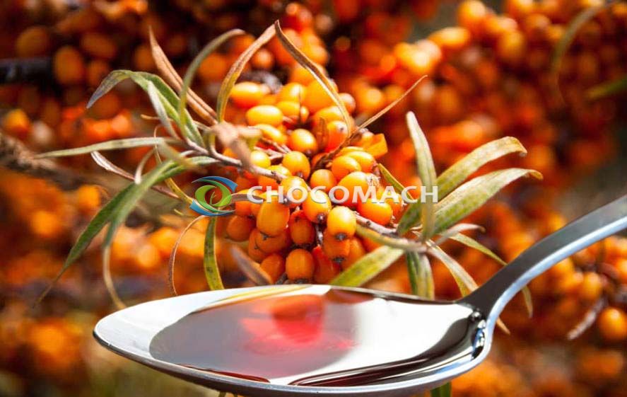 Sea Buckthorn Seed Oil Produced in Xizang, China Boasts Exceptional Development Potential