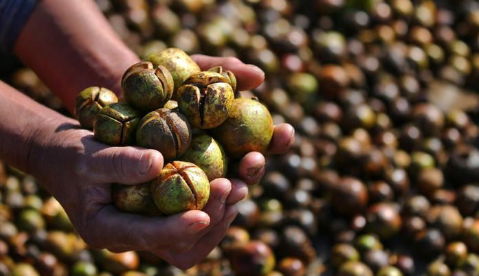 What happens to the aroma of camellia seed oil when heated?